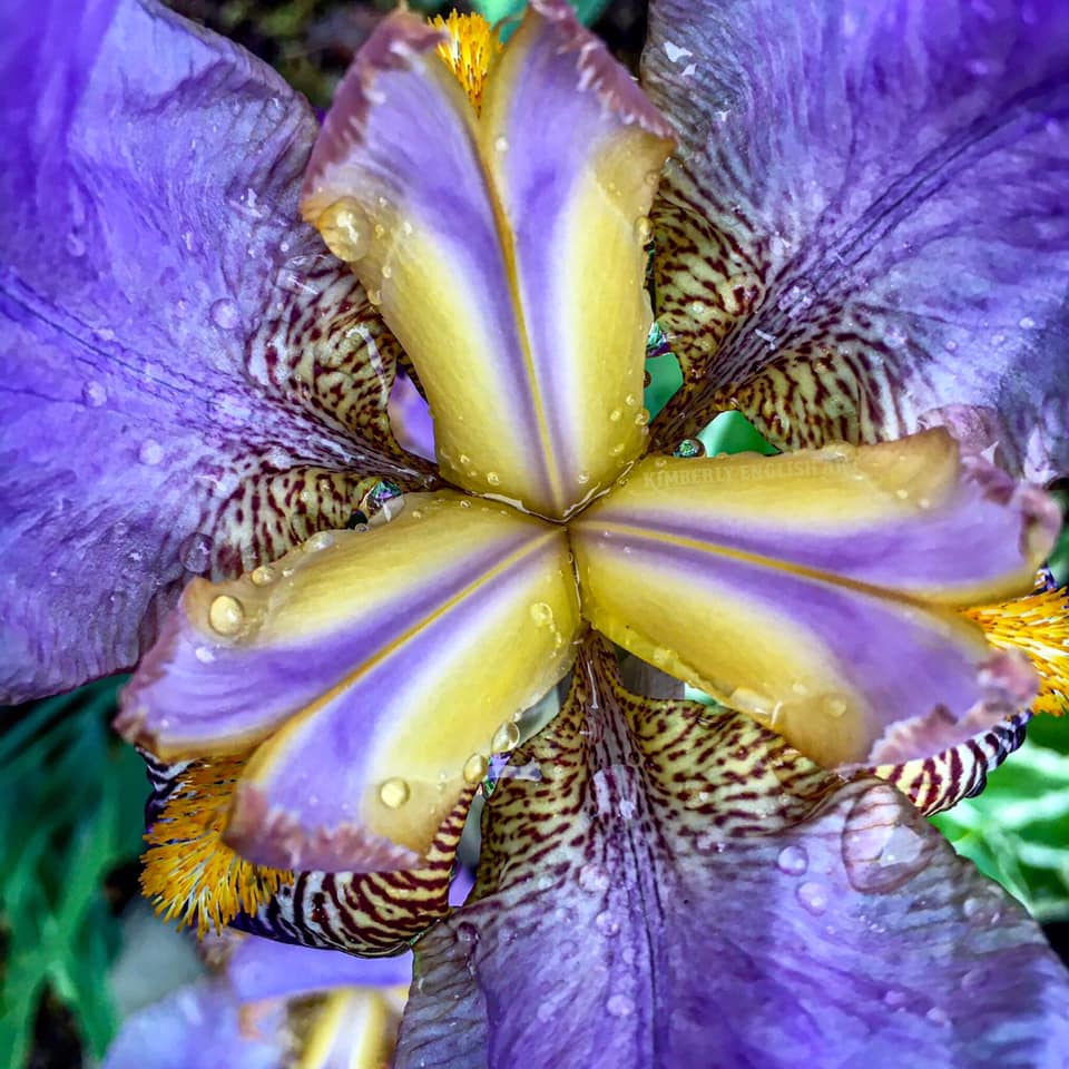 Finding Comfort in Blooming Flowers